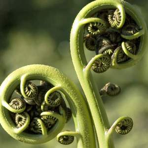 The koru (Māori for "loop") of a silver fern.